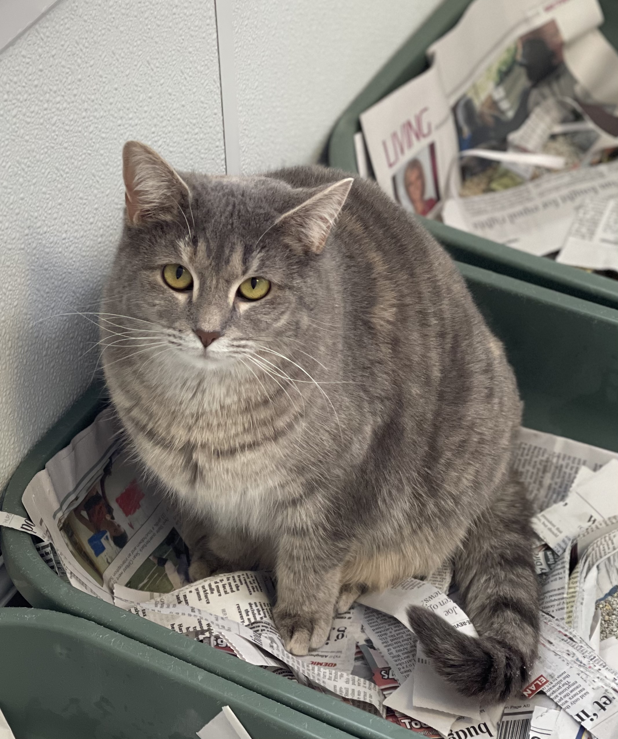 Enlarge Libby, a Adoptable mixed breed in Greensburg, PA image 1/2