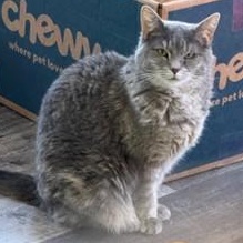 Libby, Adoptable, Adult Female Domestic Short Hair & Dilute Tortoiseshell.