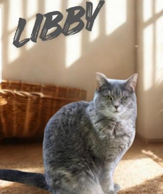 Libby, Adoptable, Adult Female Domestic Short Hair & Dilute Tortoiseshell.