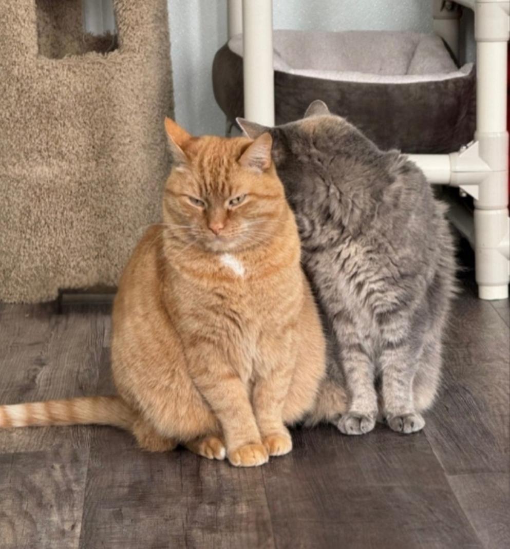 Enlarge Libby, a Adoptable mixed breed in Greensburg, PA image 5/5