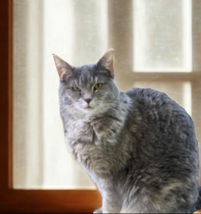 Enlarge Libby, a Adoptable mixed breed in Greensburg, PA image 3/5