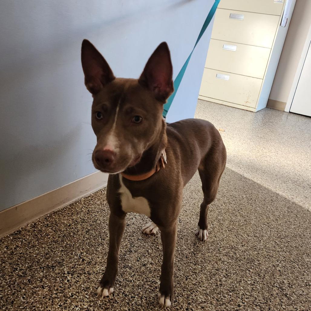 MOXIE, adopted, Adult Female Mixed Breed.