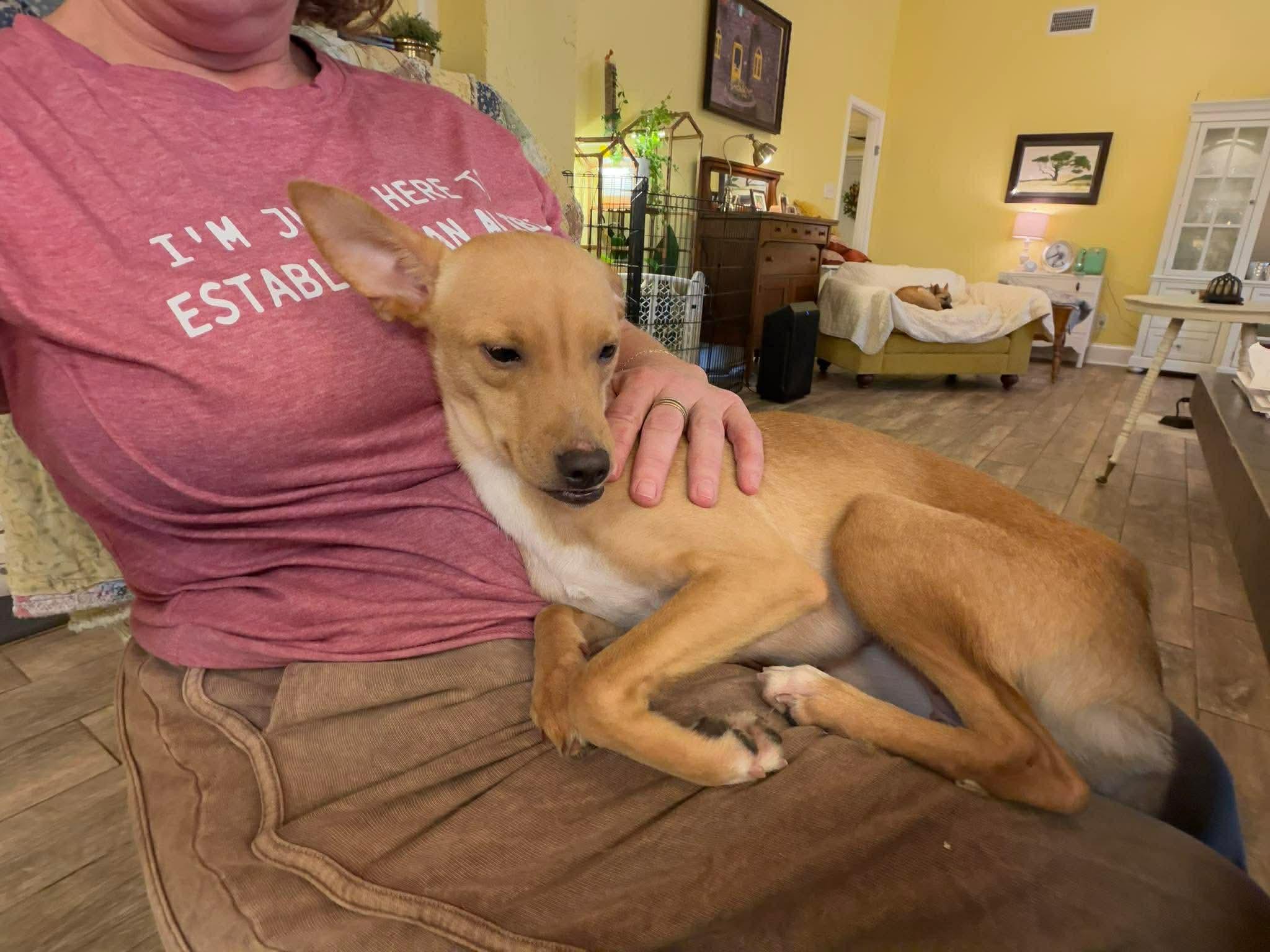 Enlarge Ladoasha , a Adoptable mixed breed in Pittsburgh, PA image 4/6
