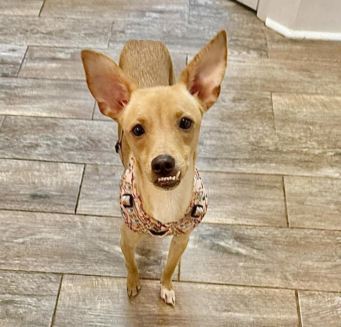 Enlarge Ladoasha , a Adoptable mixed breed in Pittsburgh, PA image 1/6
