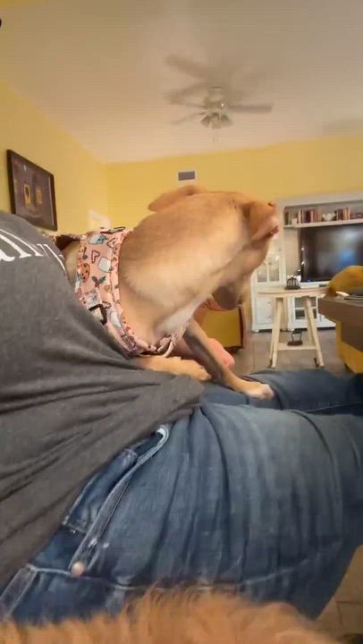 Enlarge Ladoasha , a Adoptable mixed breed in Pittsburgh, PA video 2/6