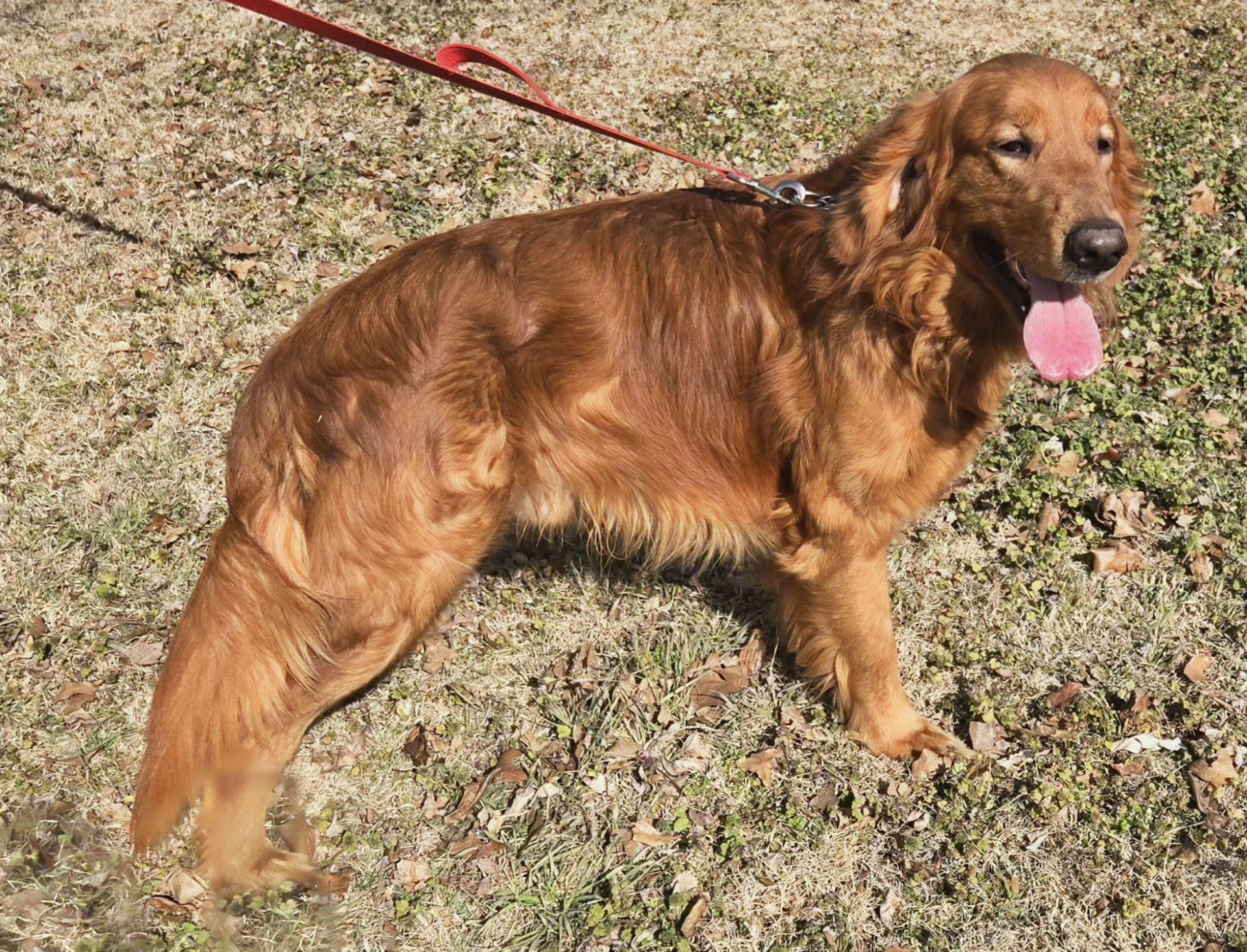 Harley   $ thumbnail 2