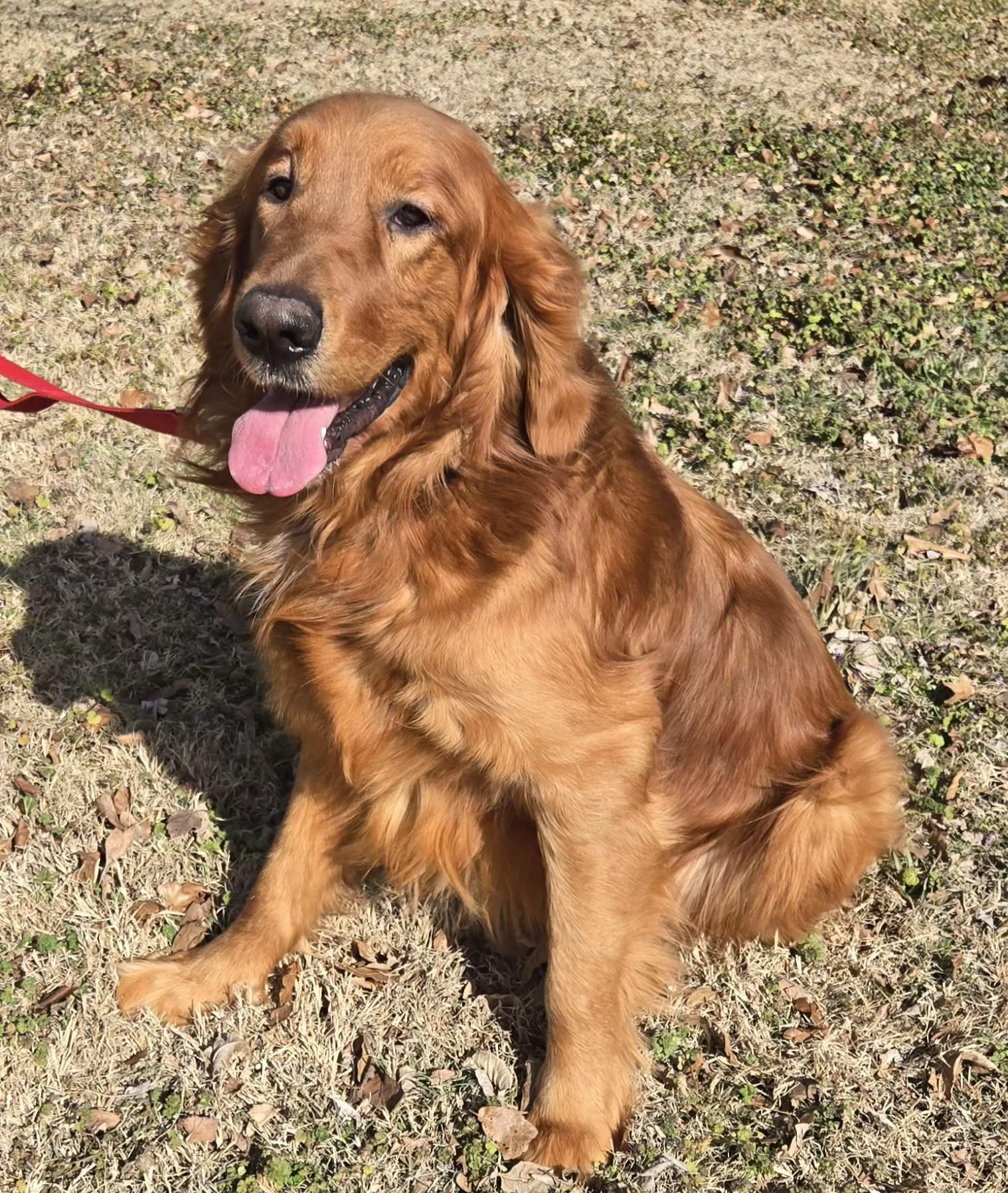 Harley   $ thumbnail 3