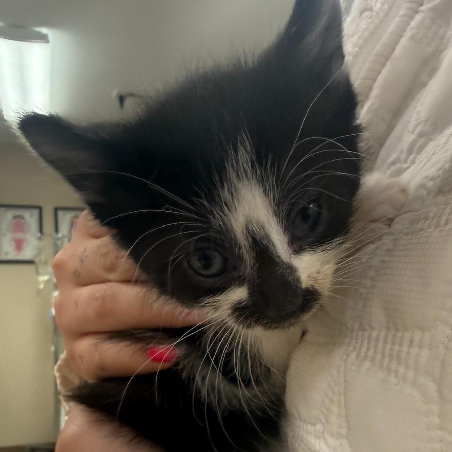 Bell, Adoptable, Kitten Female Domestic Short Hair.