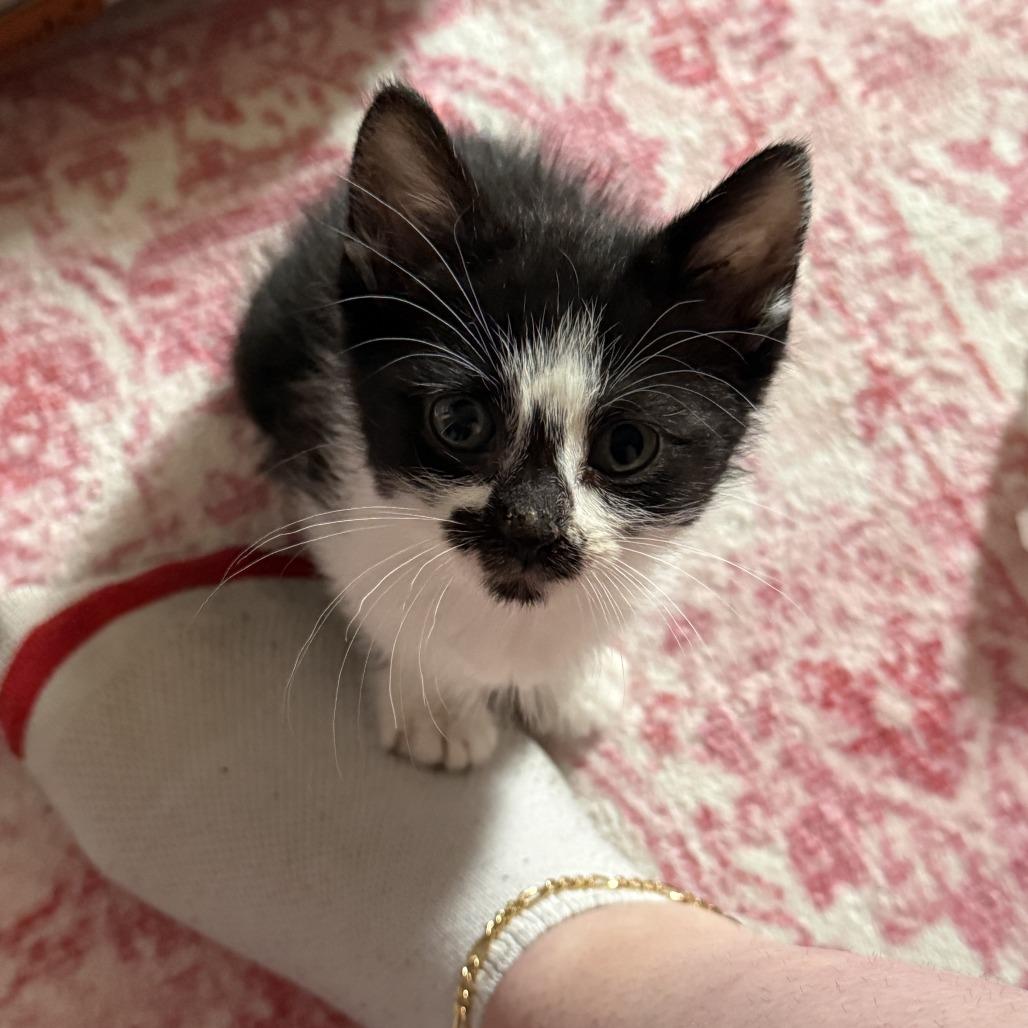 Enlarge Bell, a Adoptable Domestic Short Hair in Coralville, IA image 2/2