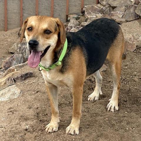 Blu, Adopted, Young Male Beagle.