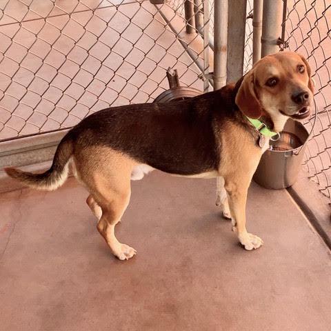 Enlarge Blu, a Adopted mixed breed in Green Valley, AZ image 2/2