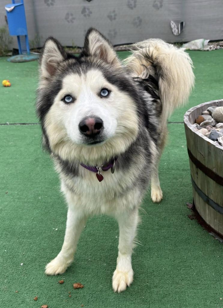 Yukon, Adopted, Young Male Husky.