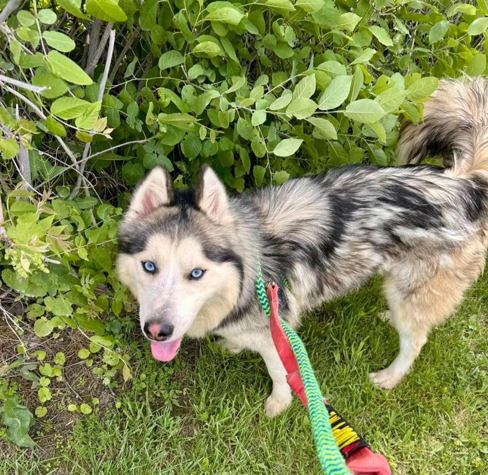 Enlarge Yukon, a Adopted Husky in Warren, MI image 2/6