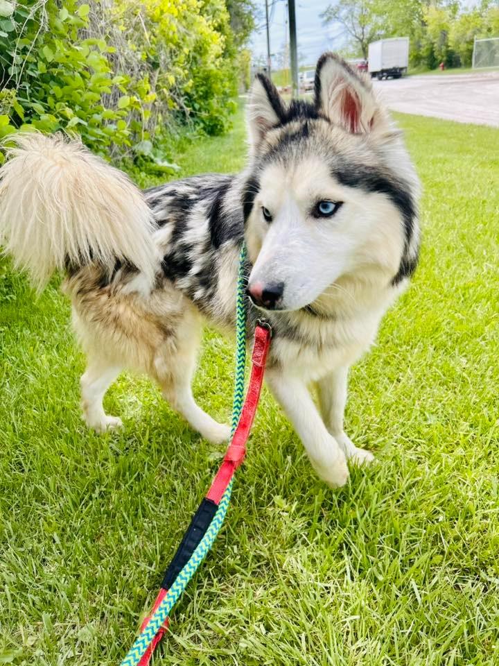 Enlarge Yukon, a Adopted Husky in Warren, MI image 3/6