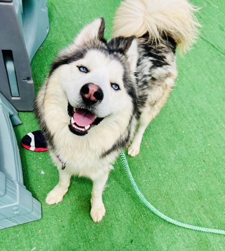 Enlarge Yukon, a Adopted Husky in Warren, MI image 4/6