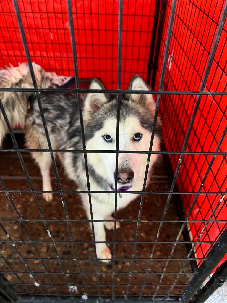 Enlarge Yukon, a Adopted Husky in Warren, MI image 5/6