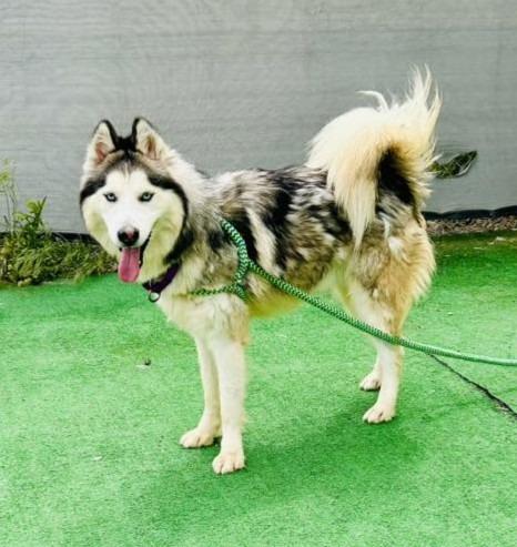 Enlarge Yukon, a Adopted Husky in Warren, MI image 6/6
