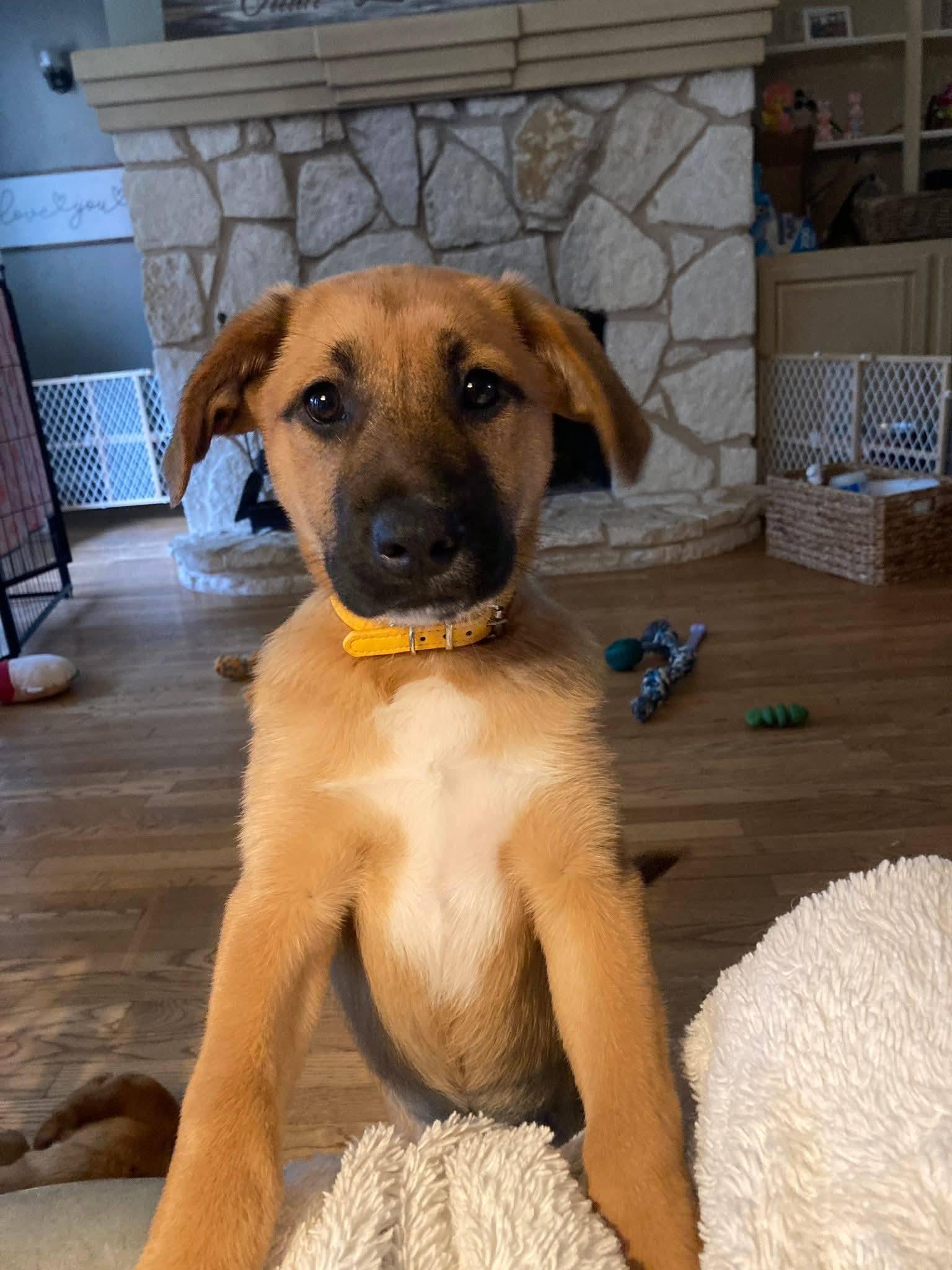 Coral, ADOPTABLE, Young Female German Shepherd Dog & Labrador Retriever.