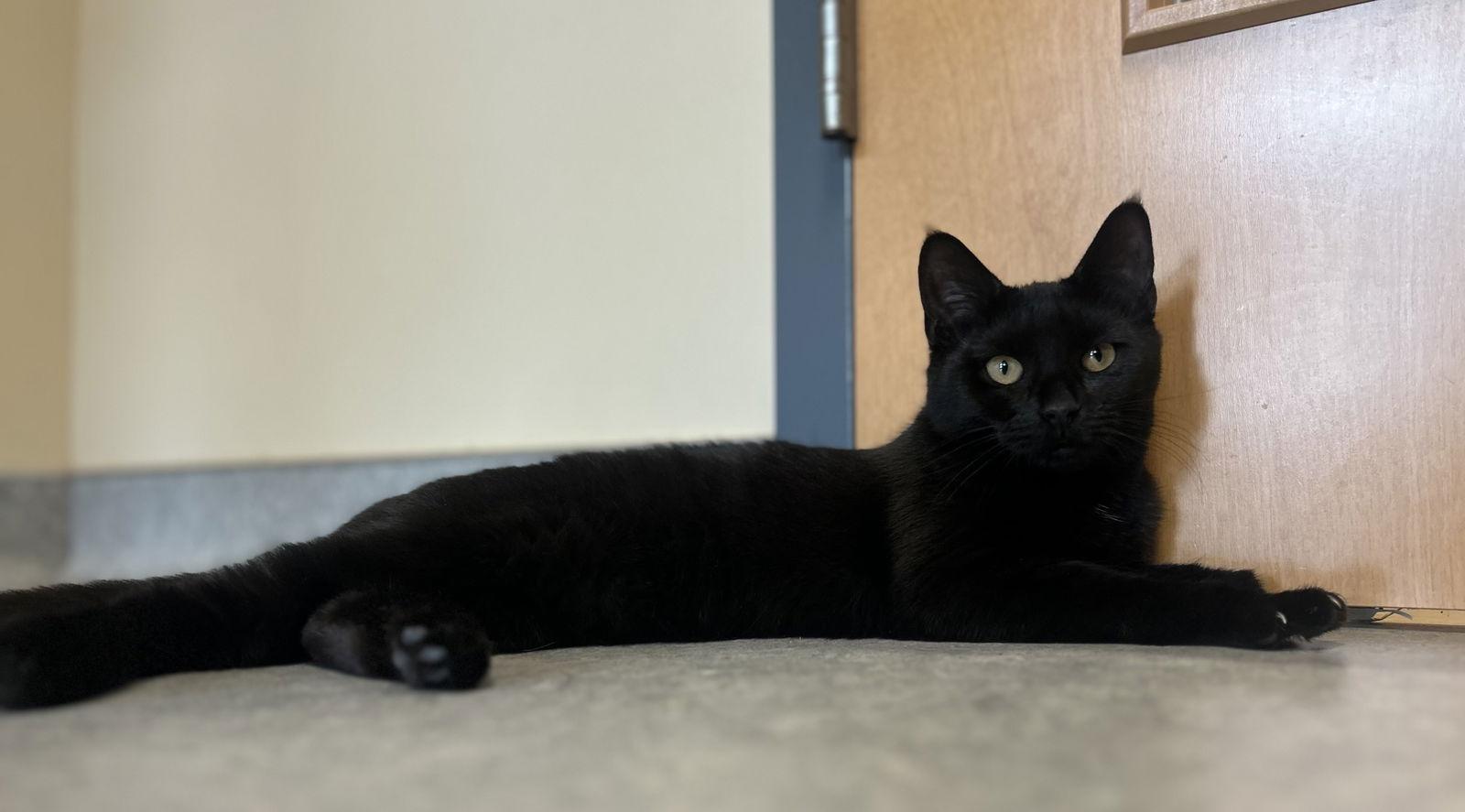 Enlarge Olivia, a Adoptable Domestic Short Hair in Arlington, VT image 2/2