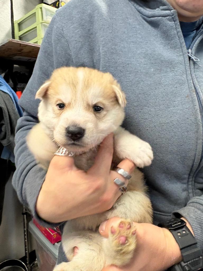 Jager, Adoptable, Puppy Male German Shepherd Dog & Husky.