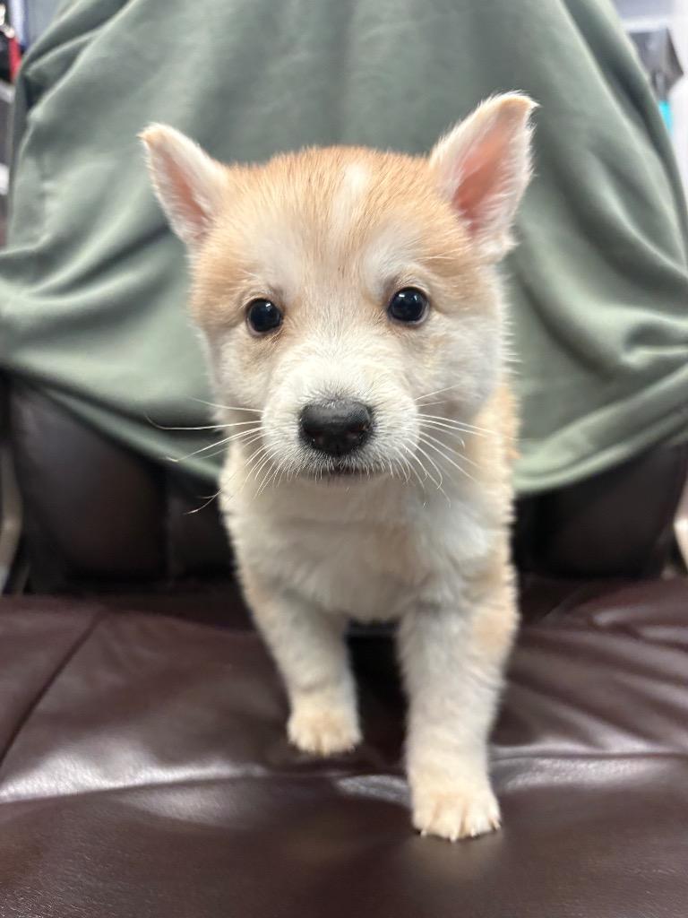 Enlarge Jager, a Adoptable mixed breed in Reno, NV image 2/4