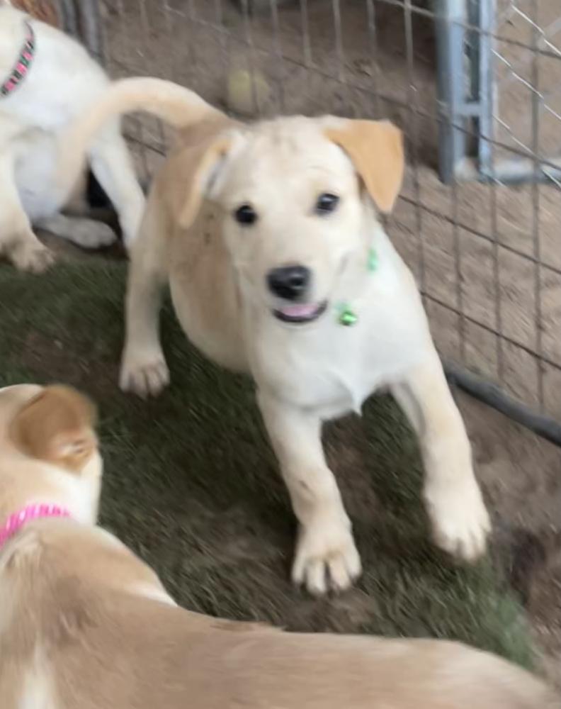 Enlarge Sam Bass, a Adopted mixed breed in Van Nuys, CA image 1/1