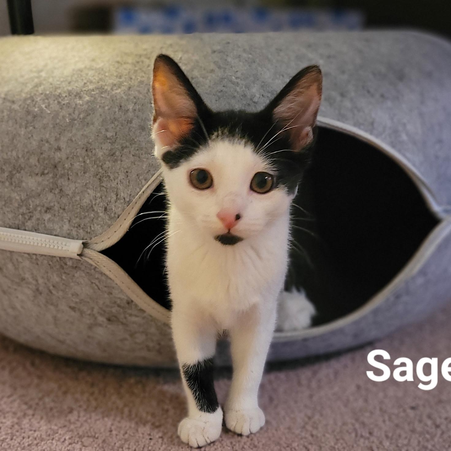 Sage, an adopted Tuxedo in Woodbridge, VA image 1/2