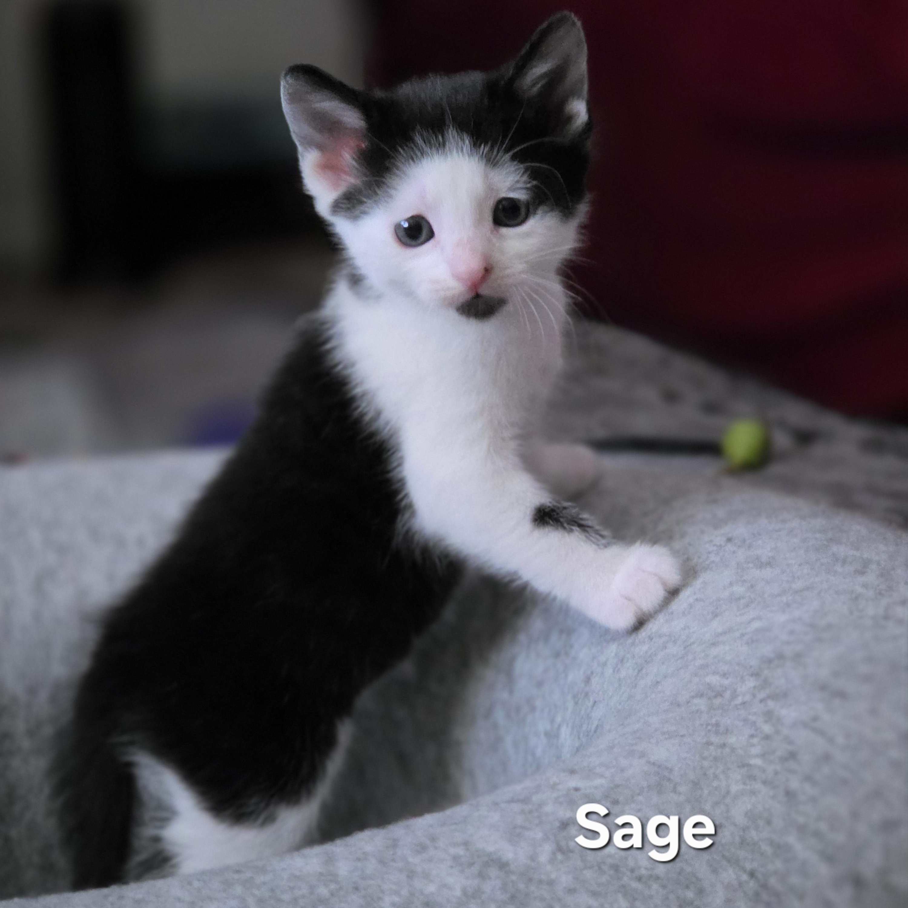 Sage, an adopted Tuxedo in Woodbridge, VA image 2/2
