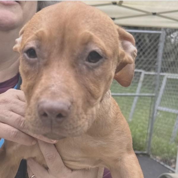 Candy, ADOPTABLE, Puppy Female Pit Bull Terrier.