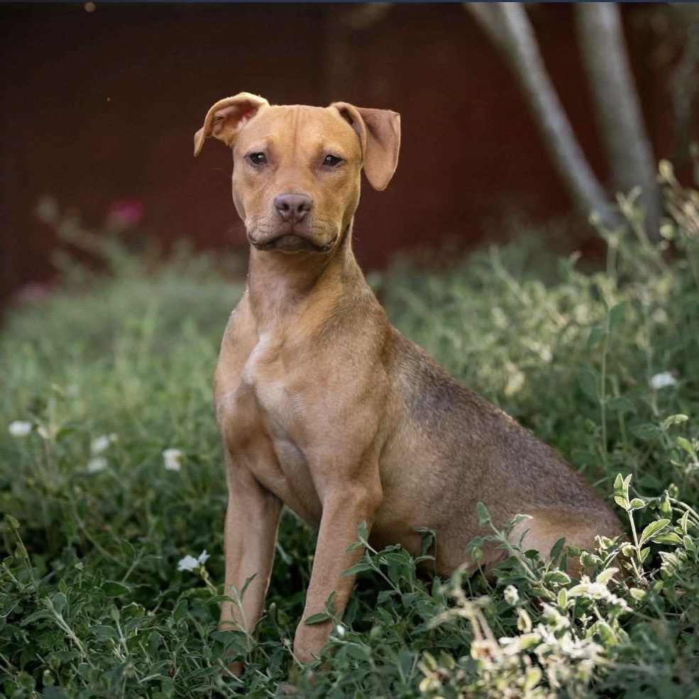 Enlarge Candy, a ADOPTABLE mixed breed in Santa Rosa, CA image 1/6