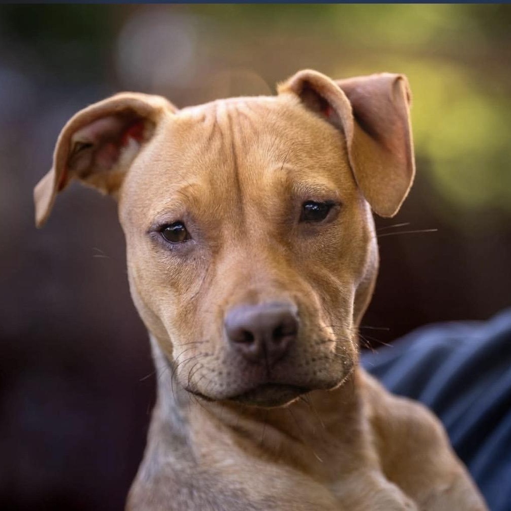 Enlarge Candy, a ADOPTABLE mixed breed in Santa Rosa, CA image 3/6