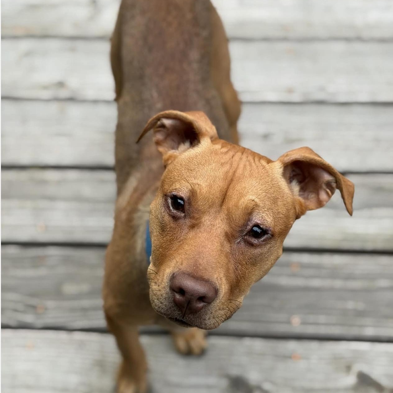 Enlarge Candy, a ADOPTABLE mixed breed in Santa Rosa, CA image 5/6