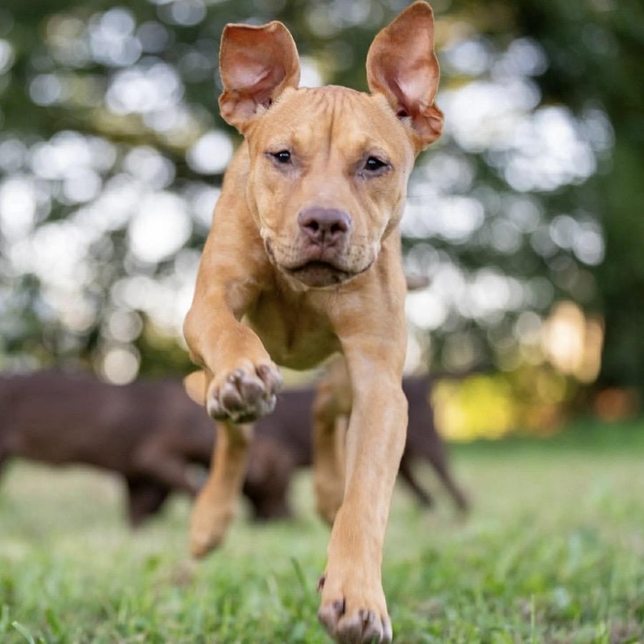 Enlarge Candy, a ADOPTABLE mixed breed in Santa Rosa, CA image 1/1