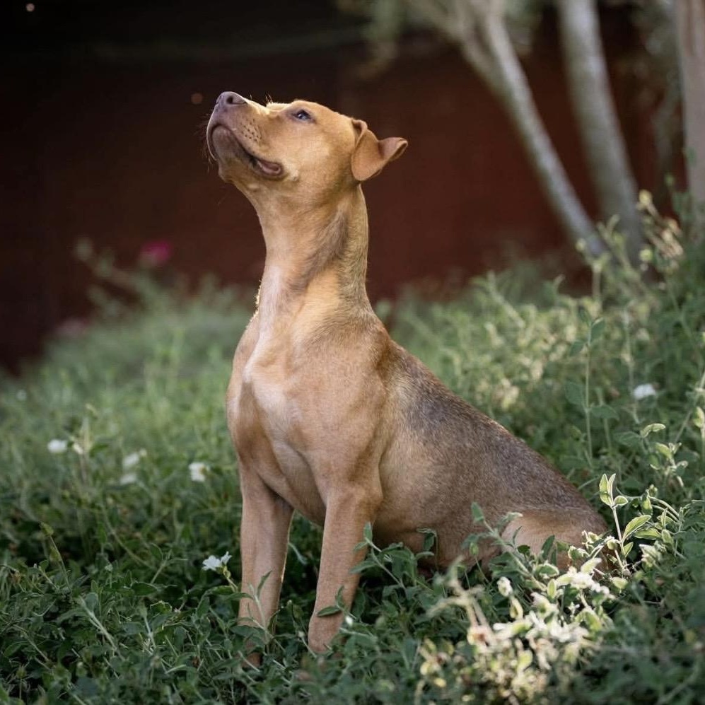 Enlarge Candy, a ADOPTABLE mixed breed in Santa Rosa, CA image 2/6