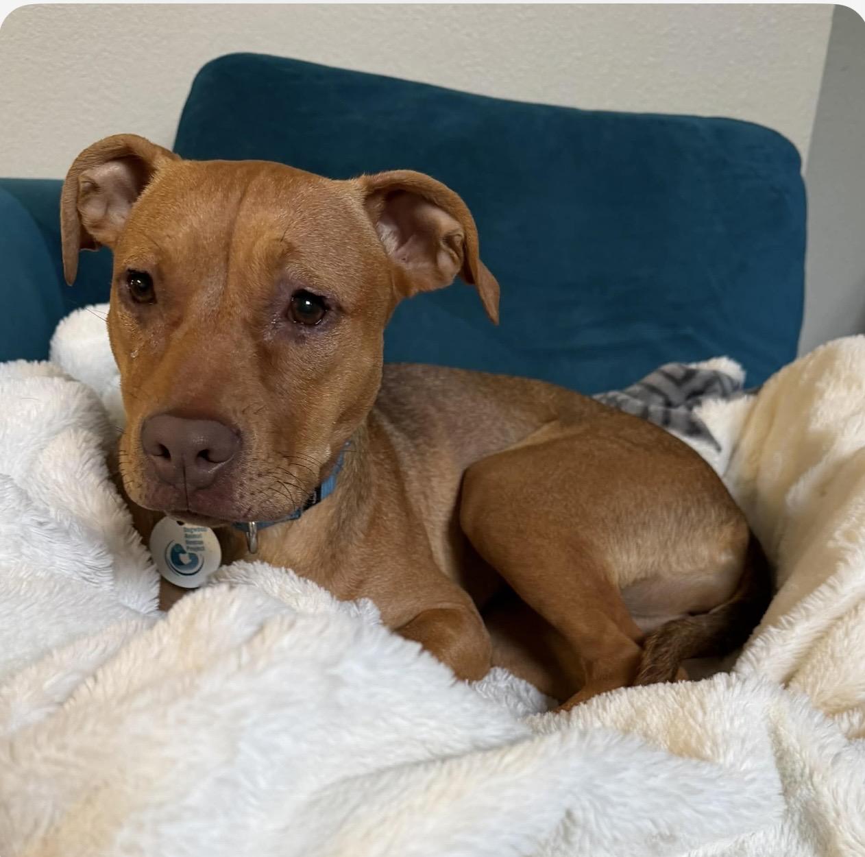 Enlarge Candy, a ADOPTABLE mixed breed in Santa Rosa, CA image 6/6