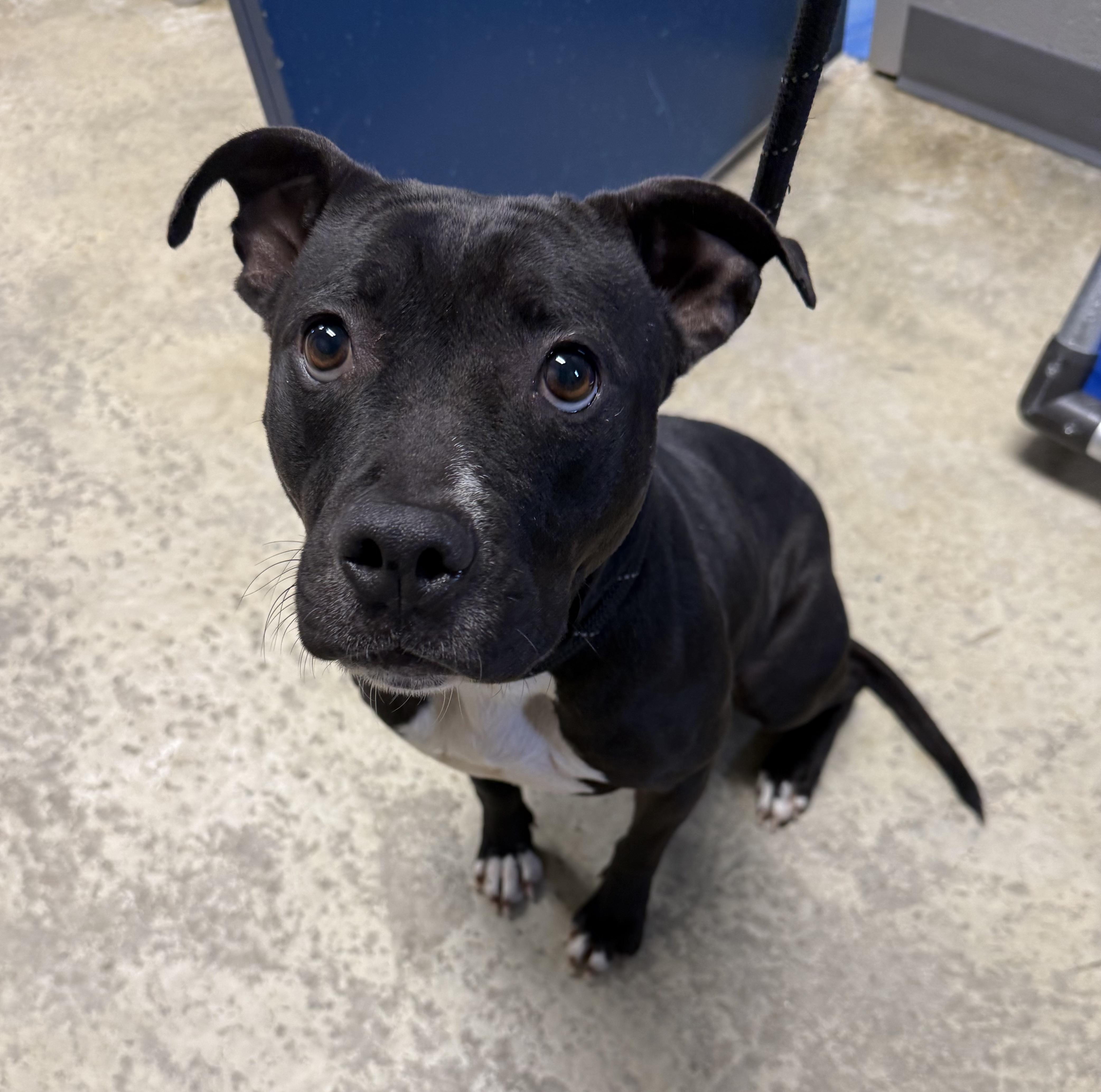 Enlarge Velvet , an adopted mixed breed in Lancaster, SC image 1/5