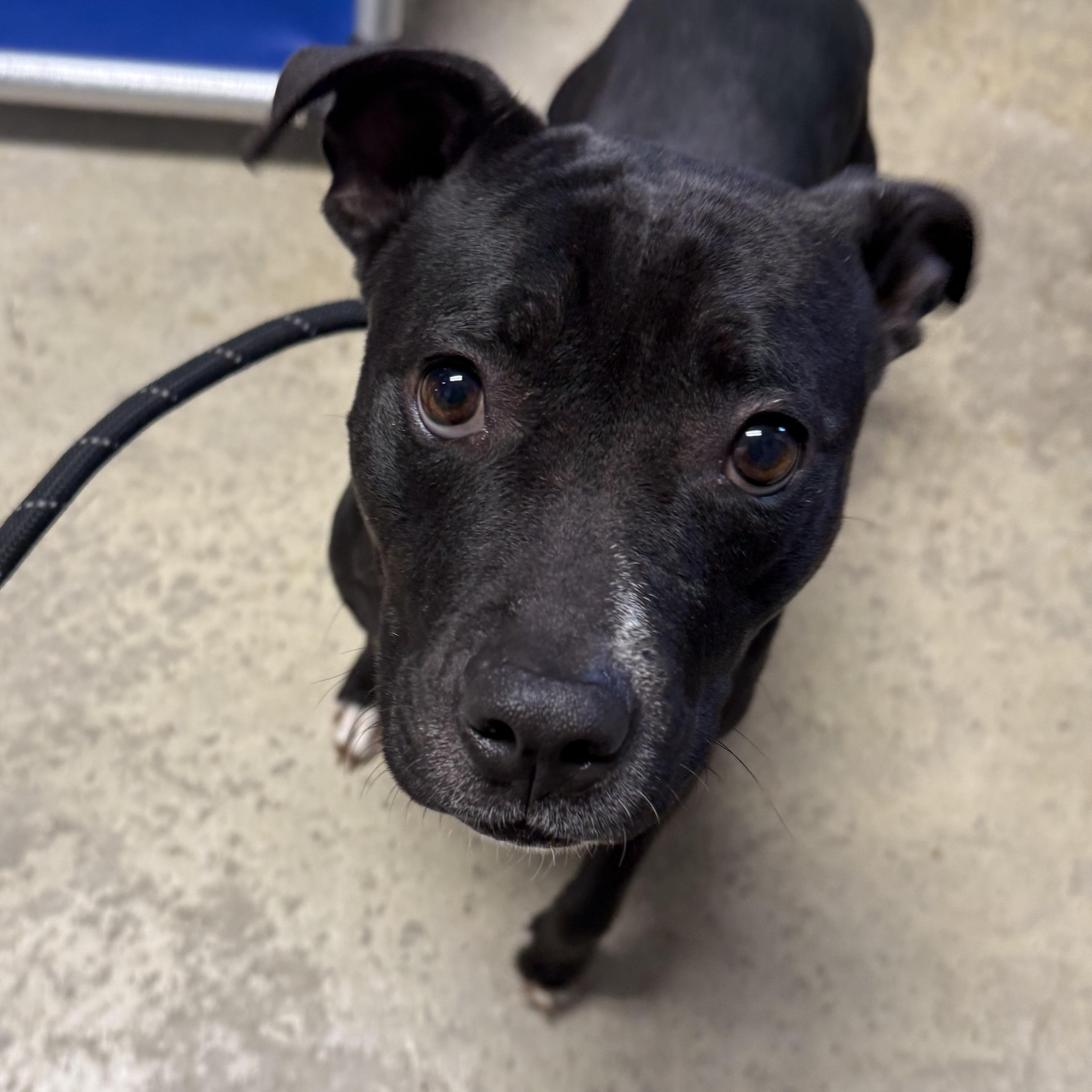 Enlarge Velvet , an adopted mixed breed in Lancaster, SC image 3/5