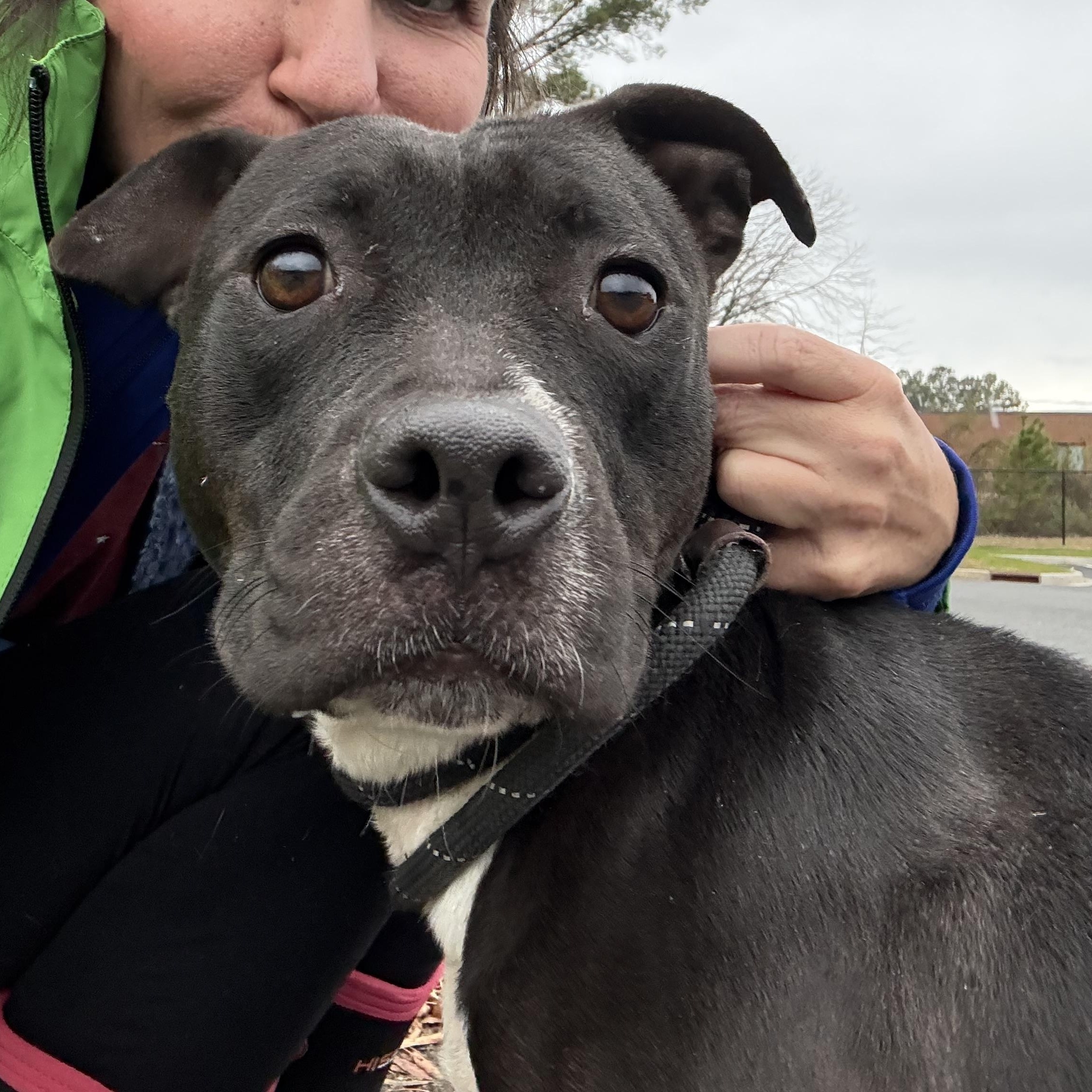 Enlarge Velvet , an adopted mixed breed in Lancaster, SC image 4/5