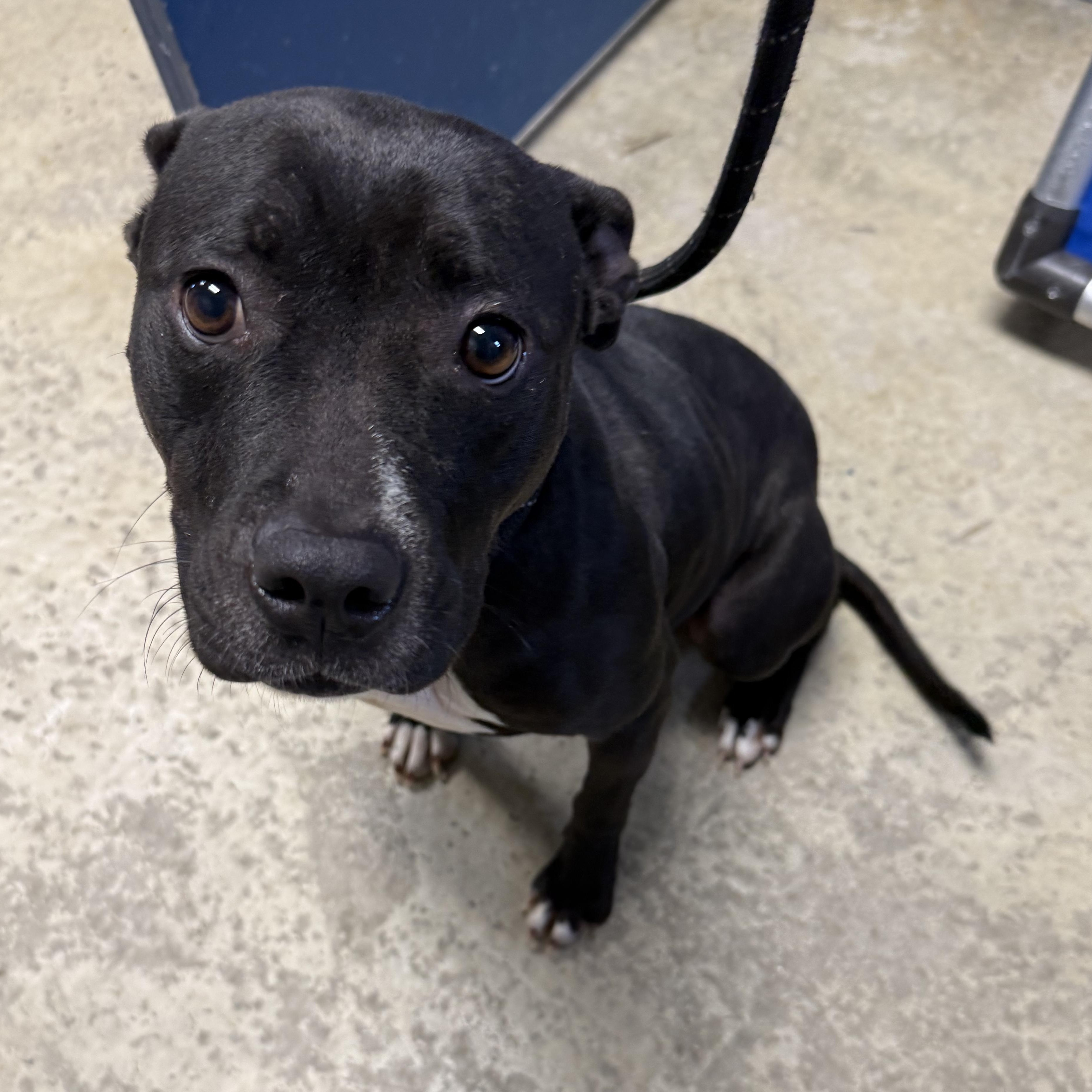 Enlarge Velvet , an adopted mixed breed in Lancaster, SC image 2/5