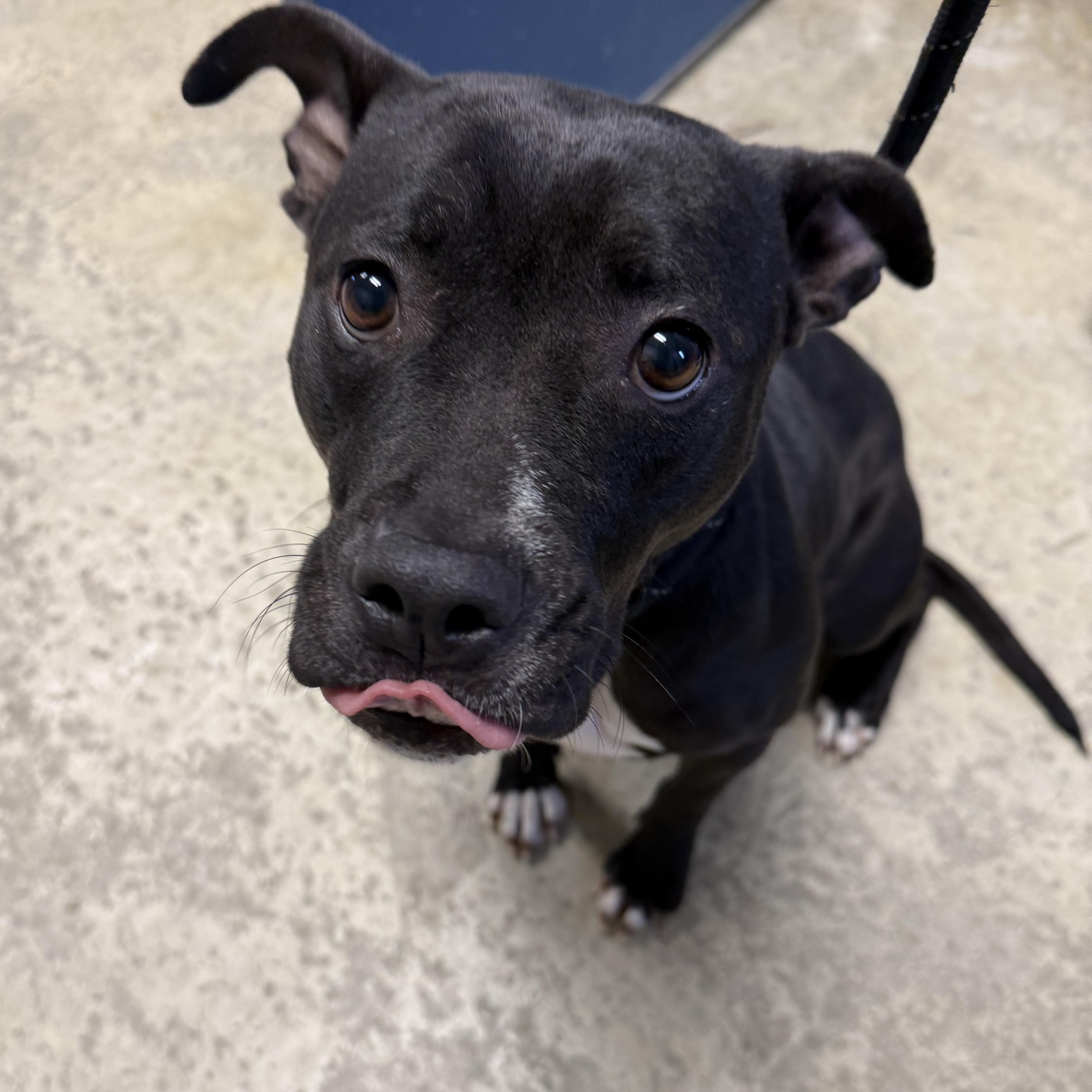 Enlarge Velvet , an adopted mixed breed in Lancaster, SC image 5/5