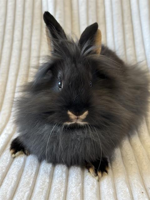 NUCLEUS, Adoptable, Baby Female Bunny Rabbit.