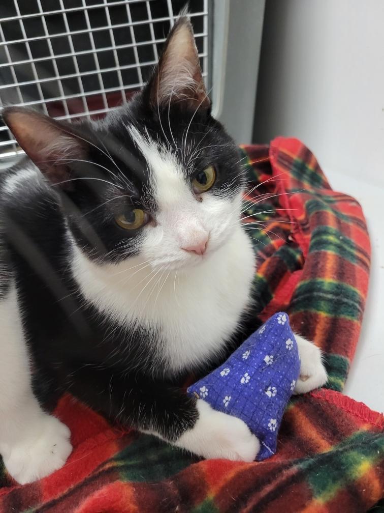 Angelika 1 yr, a Adoptable Tuxedo in London, ON image 4/5