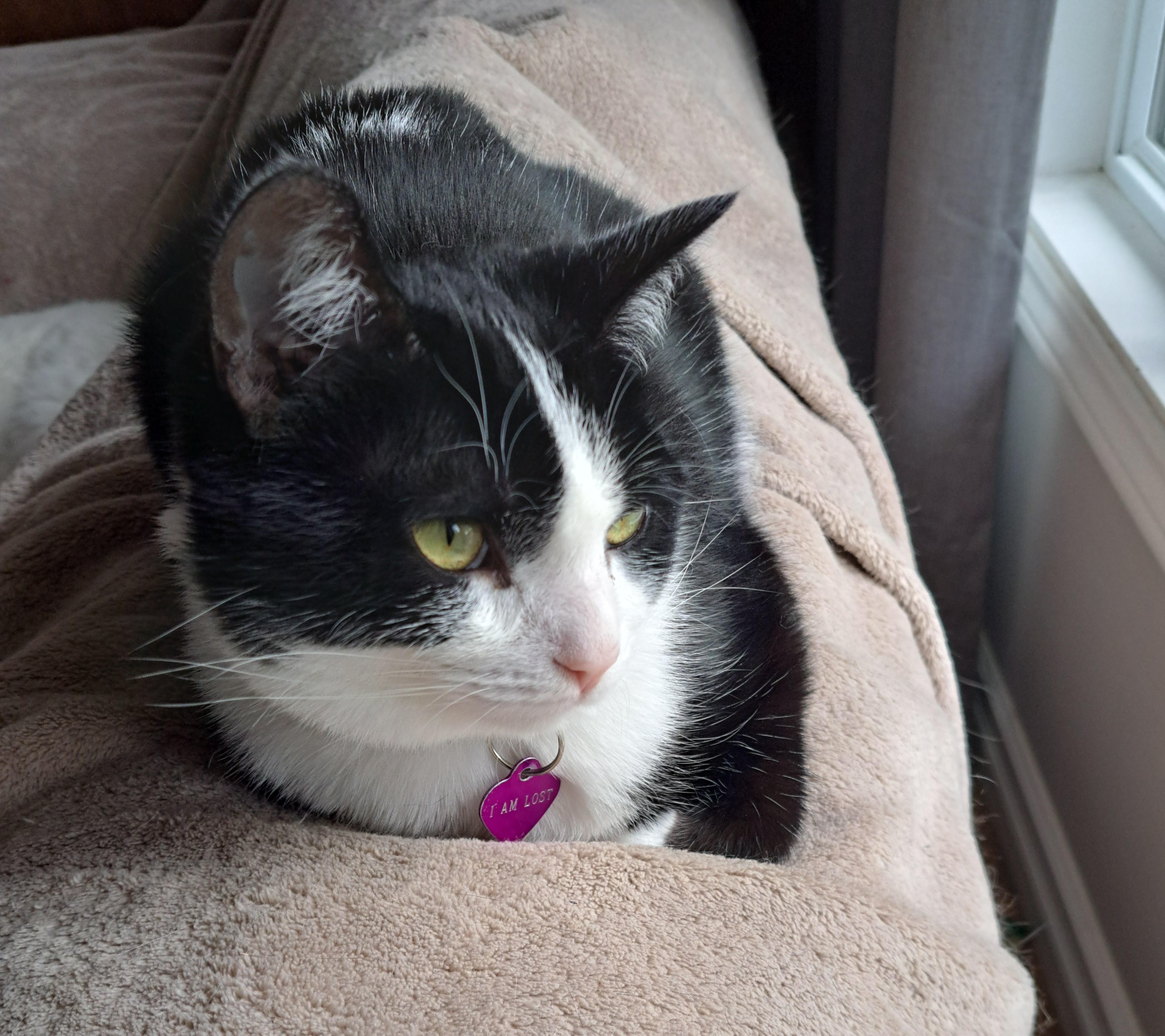 Angelika 1 yr, a Adoptable Tuxedo in London, ON image 2/5