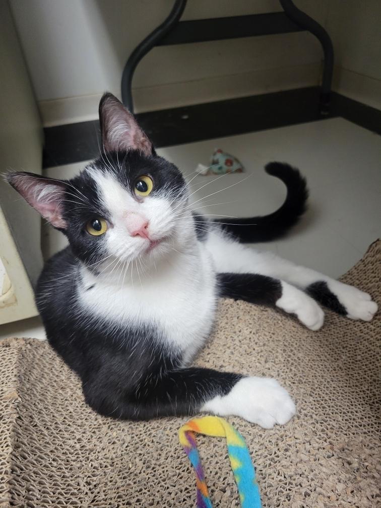 Angelika 1 yr, a Adoptable Tuxedo in London, ON image 3/5