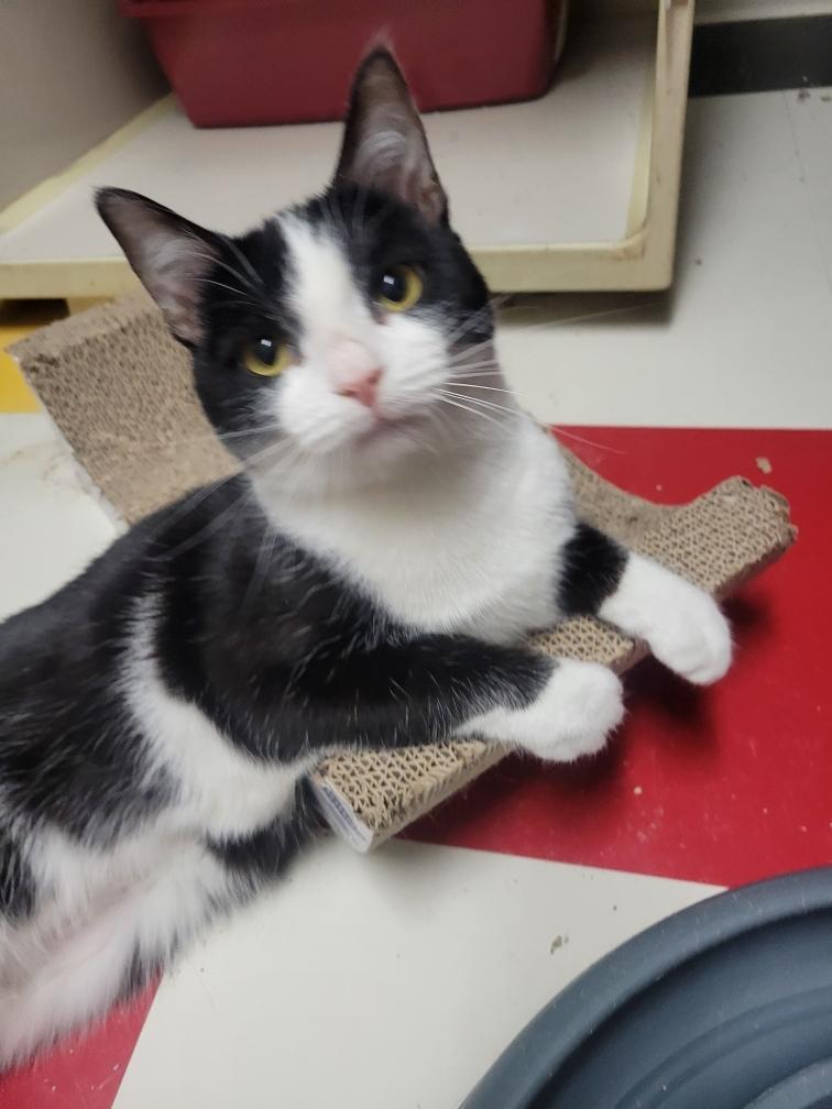 Angelika 1 yr, a Adoptable Tuxedo in London, ON image 5/5