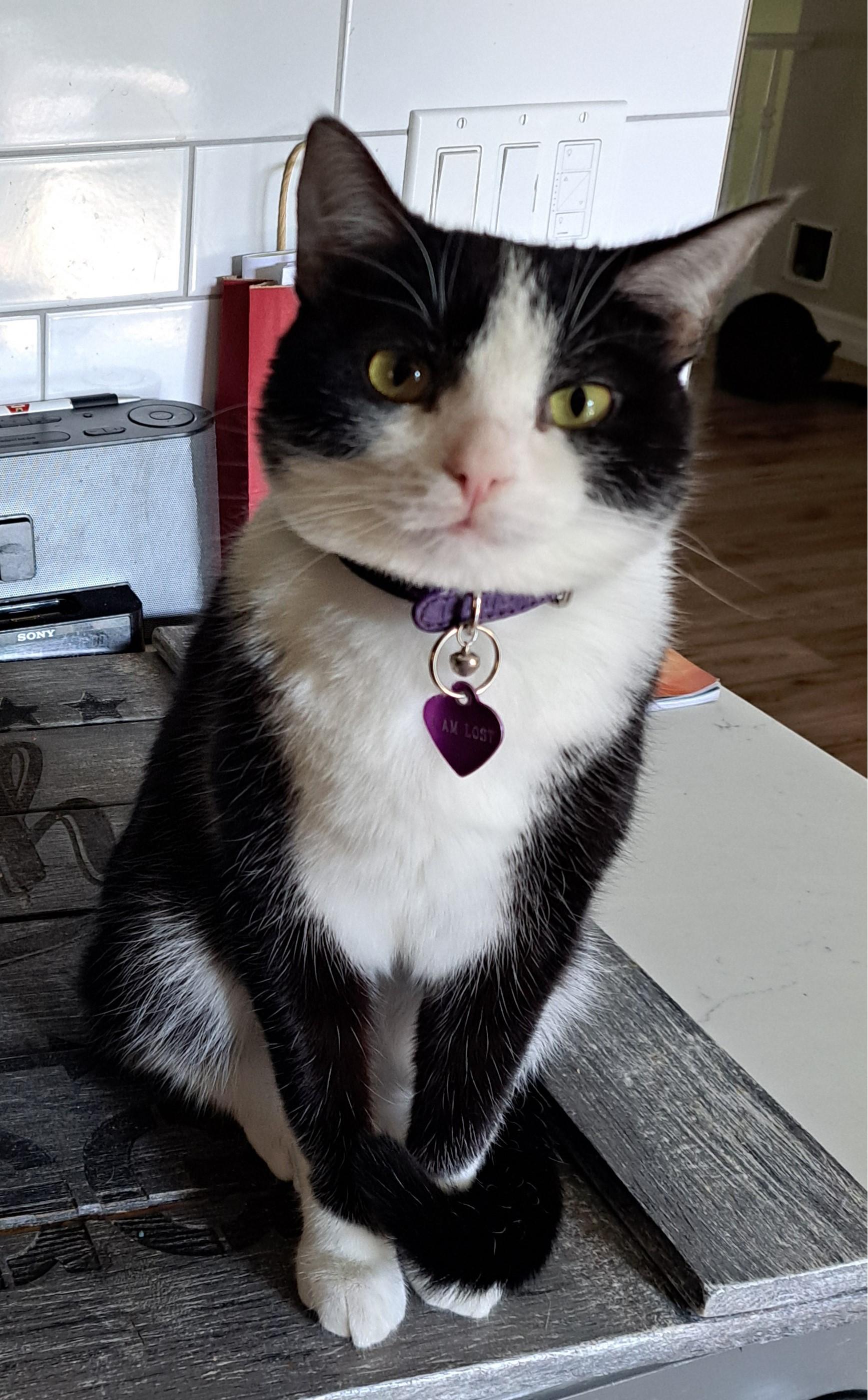 Angelika 1 yr, Adoptable, Young Female Tuxedo.
