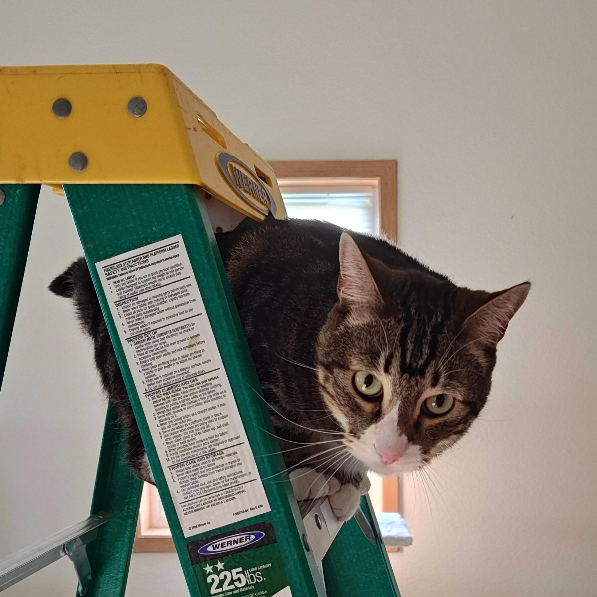 Enlarge Rue, a Adoptable mixed breed in Wahpeton, ND image 1/6