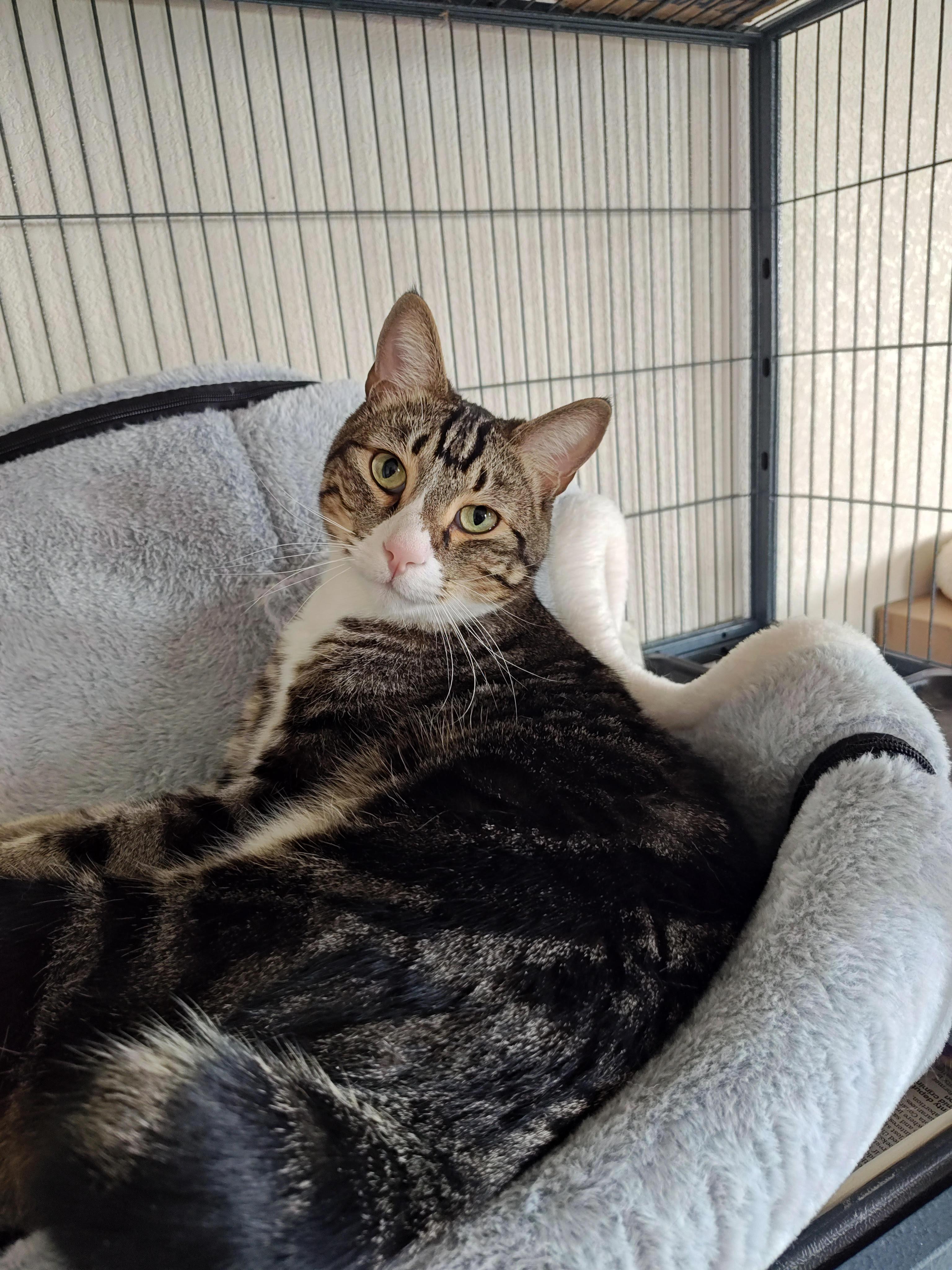 Enlarge Rue, a Adoptable mixed breed in Wahpeton, ND image 2/6