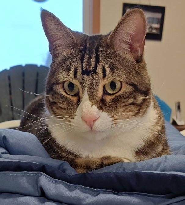 Rue, Adoptable, Adult Male Domestic Short Hair & Manx.