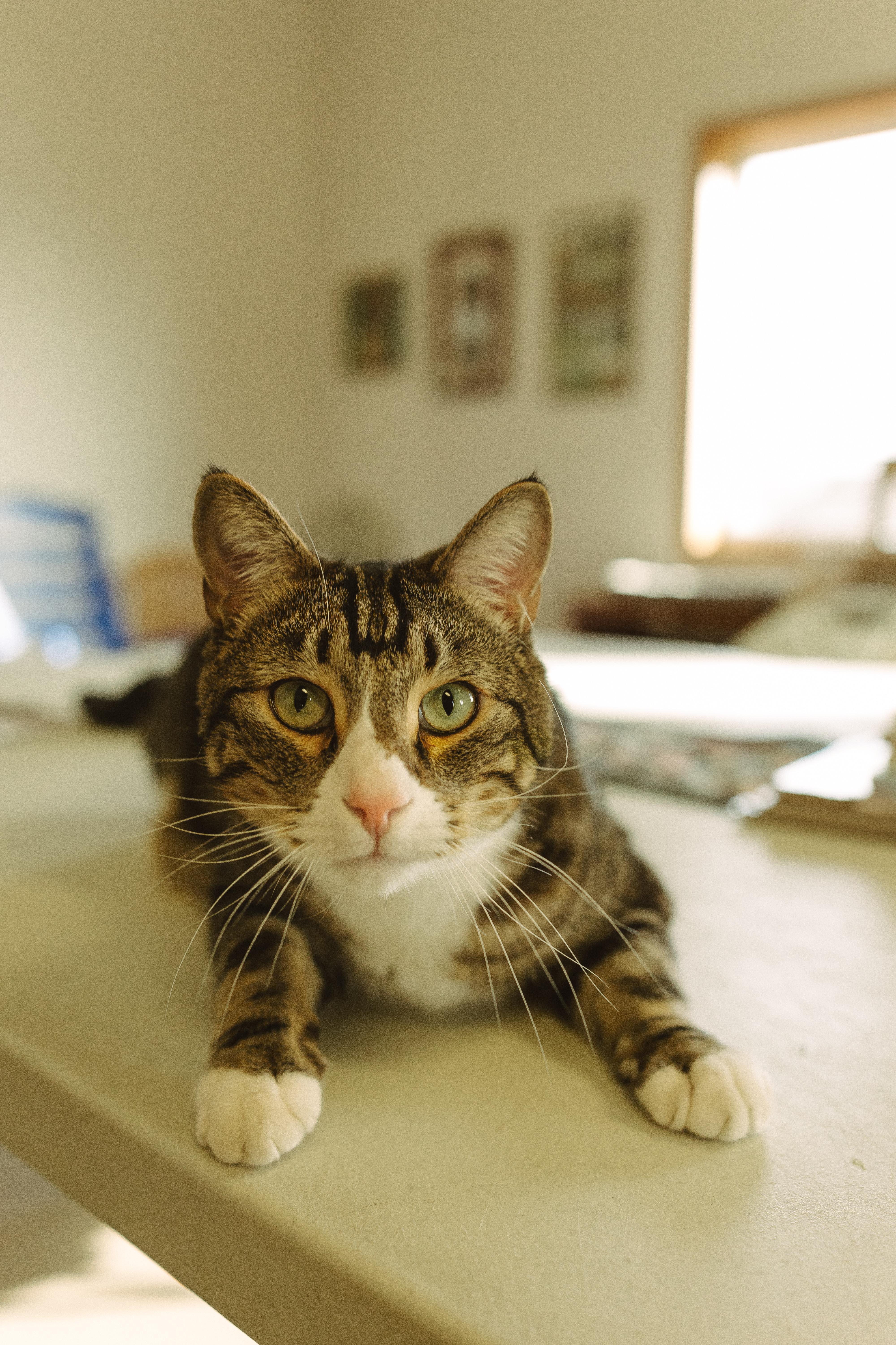 Enlarge Rue, a Adoptable mixed breed in Wahpeton, ND image 3/5